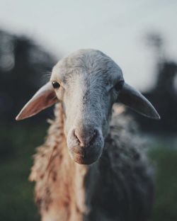 Close-up portrait of young