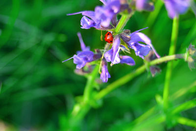 Close-up of purple flowers