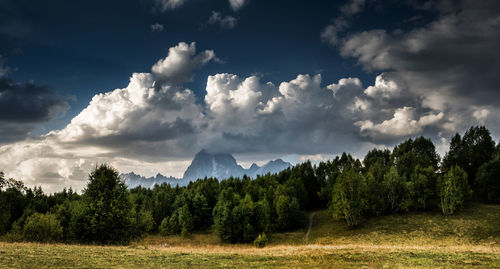 Trees in forest against sky