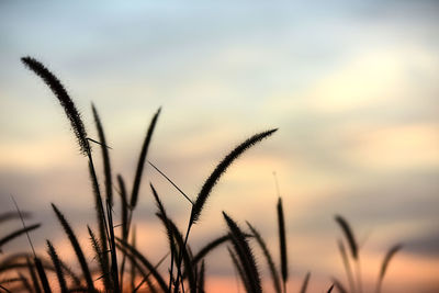 Close-up of stalks against sky during sunset