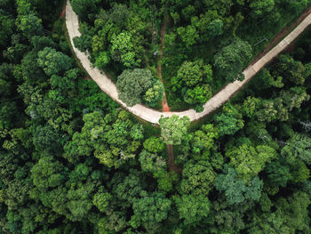 High angle view of trees in forest