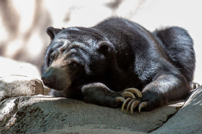 Close-up of animal sleeping in zoo
