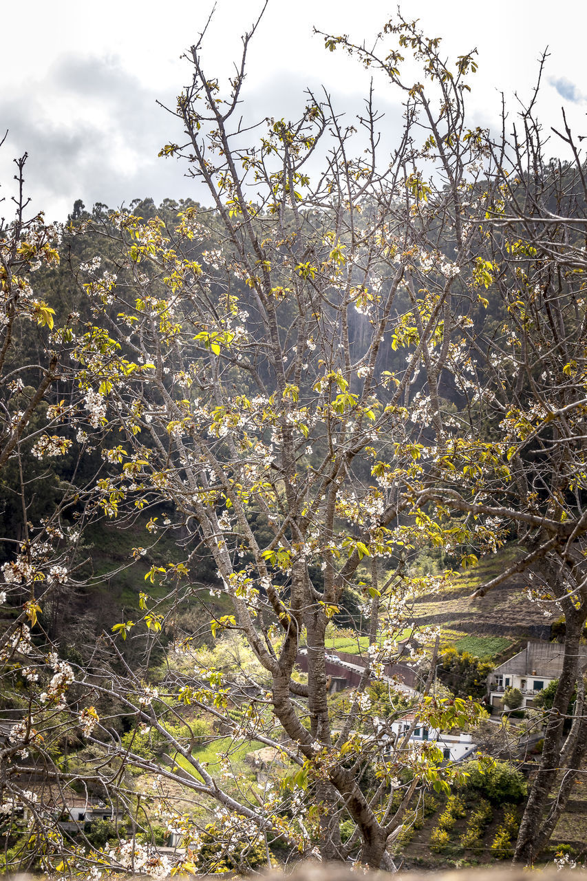 CLOSE-UP OF FLOWERING PLANT AGAINST SUNLIGHT