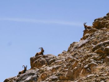 Low angle view of bird on rock against sky