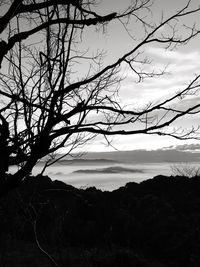 Low angle view of silhouette bare trees against sky