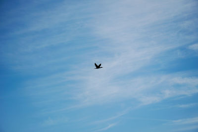 Low angle view of bird flying in sky