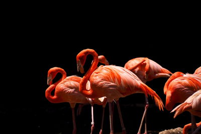 Close-up of birds in water against black background