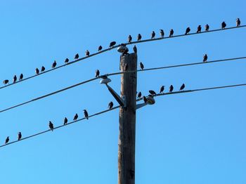 Low angle view of birds perching on cable