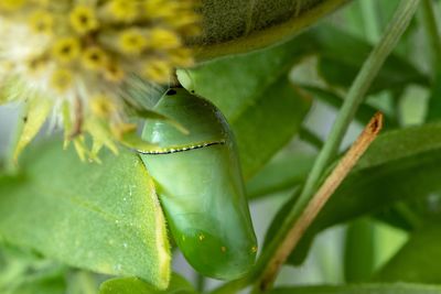 Close-up of insect on leaf