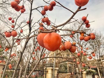 Low angle view of orange tree against sky