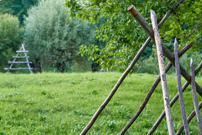 Plants growing on field