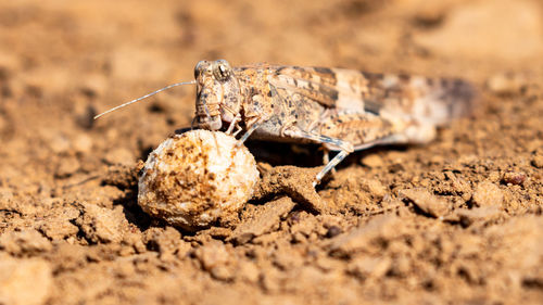 Close-up of insect on a field