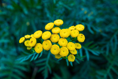 Close-up of yellow flowering tansy, tanacetum vulgare, against green background