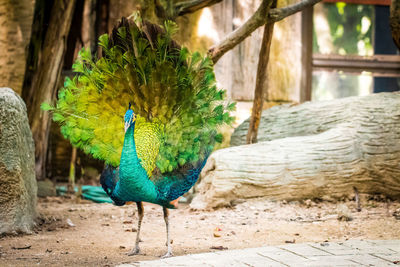 Portrait of peacock perching at zoo