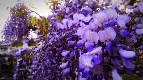 Close-up of purple flowers