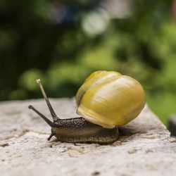 Close-up of snail