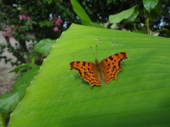 Close-up of butterfly on leaf