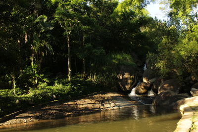 Scenic view of trees