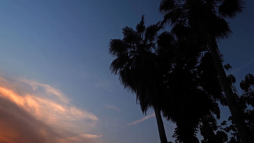 Low angle view of silhouette palm trees against sky