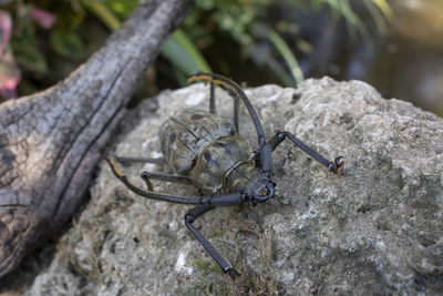 Close-up of insect on rock