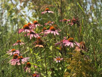 Close-up of coneflowers blooming on plant