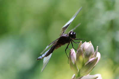 Close-up of insect on flower