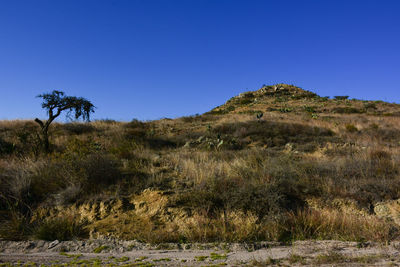 Trees on field against clear blue sky