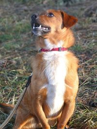 Dog sitting on field