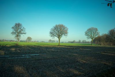 Scenic view of field against clear sky