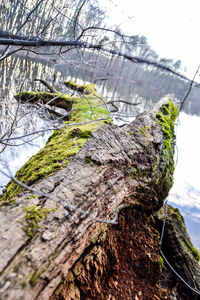 Close-up of tree trunk