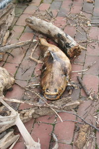 High angle view of lizard