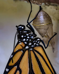 monarch butterfly