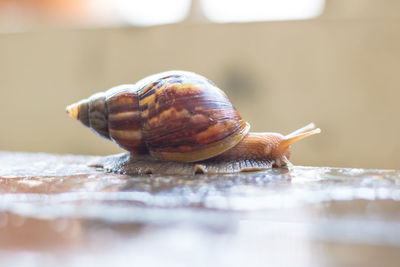 Close-up of snail