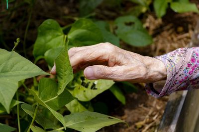 Close-up of woman hand holding leaf