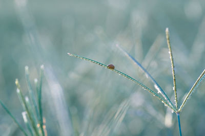 Close-up of ladybug on grass