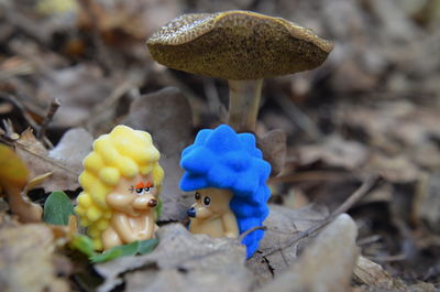 Close-up of mushrooms