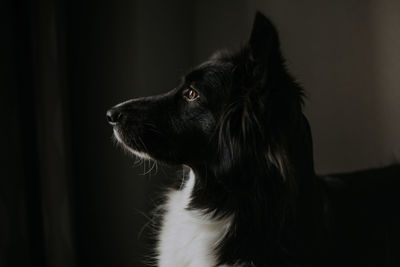 Close up portrait of dog. border collie in the dark room