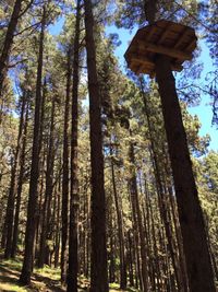 Low angle view of trees in forest against sky