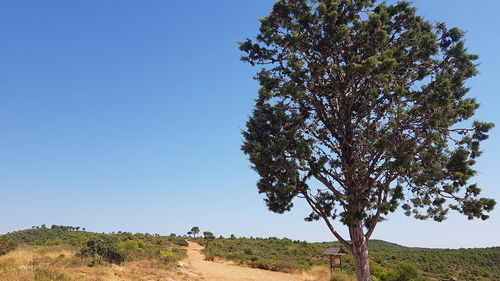 Tree on field against clear blue sky