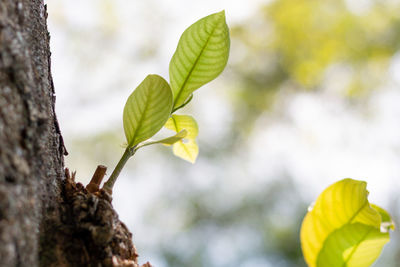 Close-up of yellow leaves on tree trunk
