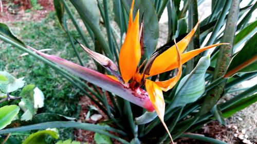 Close-up of flower blooming outdoors