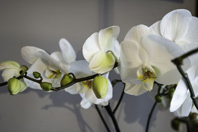 Close-up of white orchids