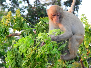 Monkey sitting on tree