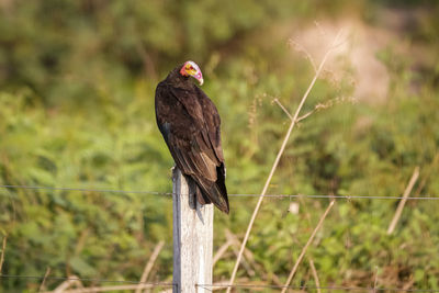 Close-up of bird perching on field