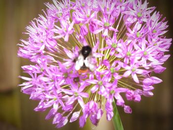 Close-up of bee on purple flowers