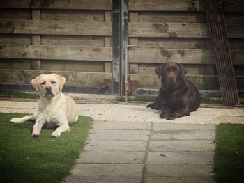 Portrait of puppy sitting outdoors