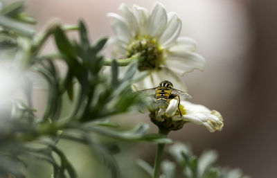 Close-up of bee on flower