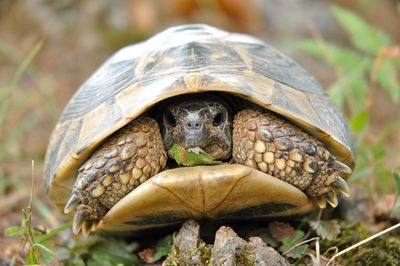 Close-up of turtle in zoo