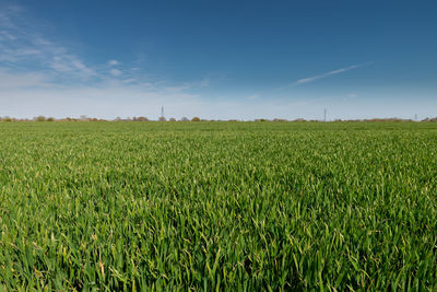 Scenic view of agricultural field against blue sky