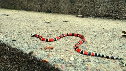 High angle view of snake